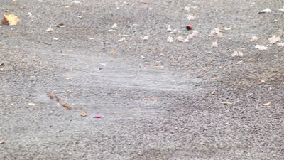 #14337 Produtos de estampido/tiro 0203 West Firecracker