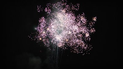 #15086 盆花0.8 100发数