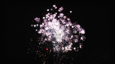 #15335 盆花1.0 16发数