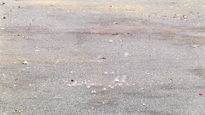 #7936 FIRECRACKERS Pop Pop