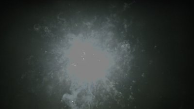 #15161 盆花0.8 25发数