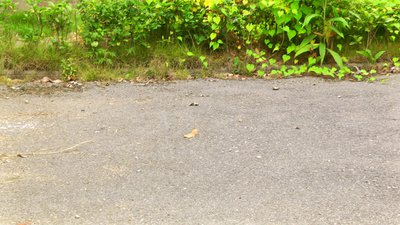 #15885 FIRECRACKERS NO.1firecracker with 1 bang（bigger than usual one）K0201