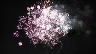 #15235 盆花0.8 25发数