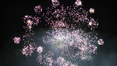 #14493 盆花1.0 10发数