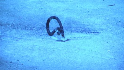 #17138 Mixed small snake