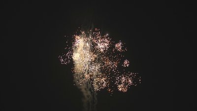 #17738 盆花0.8 19发数