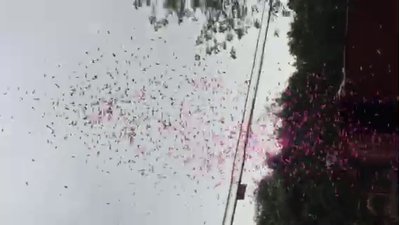 #18435 Party Popper 80.0cm d5.0