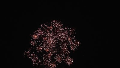 #7690 盆花0.8 100发数
