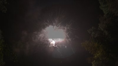 #15141 Tortas 1.2 25 tiros