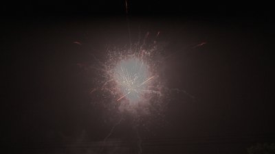 #19013 盆花1.2 100发数