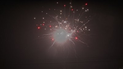 #19013 盆花1.2 100发数