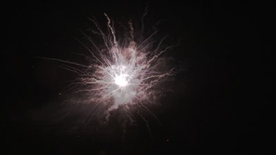 #19013 盆花1.2 100发数