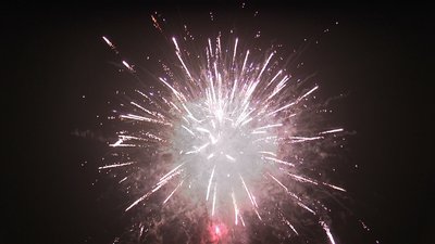 #19118 盆花1.2 100发数