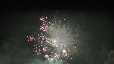 #7690 盆花0.8 100发数