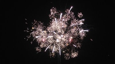 #20226 盆花1.2 24发数