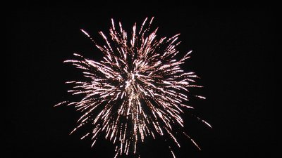 #15721 盆花0.8 100发数