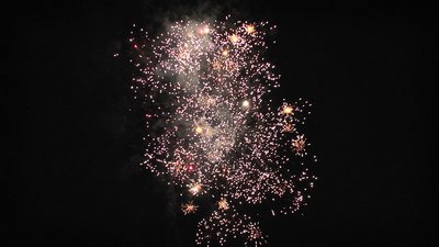 #15229 盆花0.8 16发数