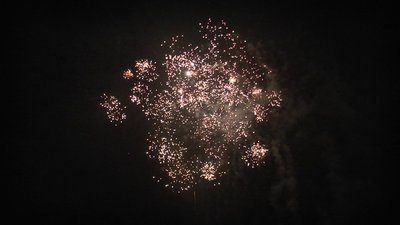 #7690 盆花0.8 100发数