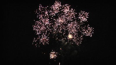 #25346 盆花0.8 16发数