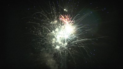 #7690 盆花0.8 100发数