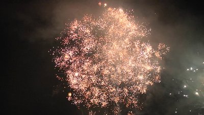 #25331 盆花0.8 100发数