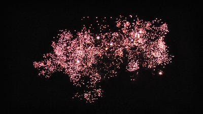 #23335 盆花0.8 200发数