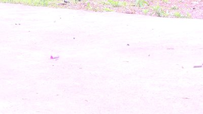 #8201 FIRECRACKERS Color thunder bomb