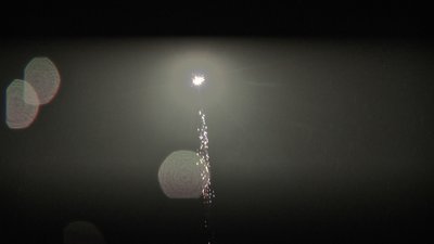 #24654 盆花0.8 10发数