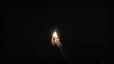 #23564 Big sunflower,with crackling