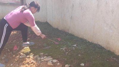 #23861 BUNCH OF FIRECRACKERS Bunch of firecrackers