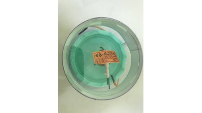 #25555 merry-go-round