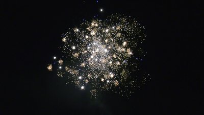 #25661 Module 盆花0.8 25发数