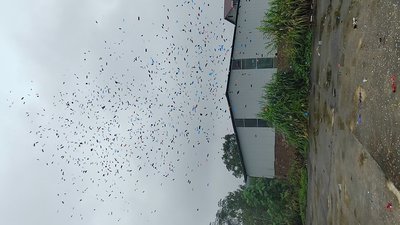 #28759 Party Popper 30.0cm d5.0