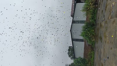 #28758 Party Popper 30.0cm d5.0