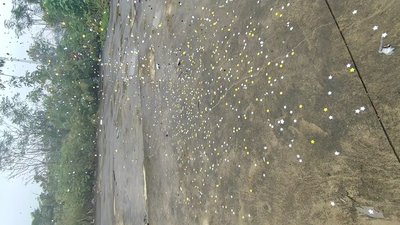 #28760 Party Popper 30.0cm d5.0