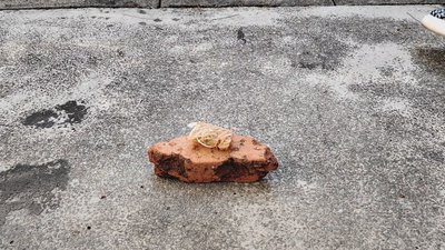 #28864 Wood Firestarters