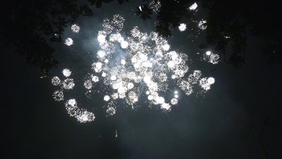 #28866 盆花1.0 54发数