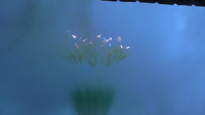 #28955 Smoke Cake 1.2" 99.0 shots