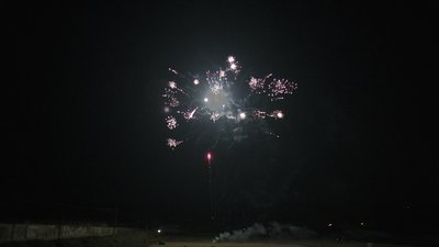 #7690 盆花0.8 100发数