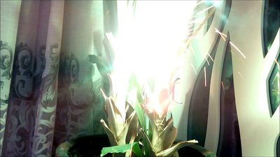 #8400 Sparklers 250mm