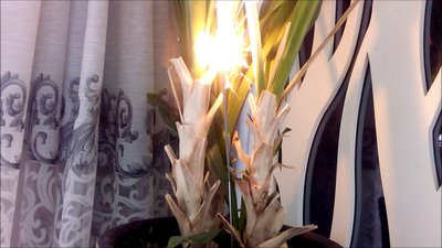 #8402 Feu de Bengale 250 mm