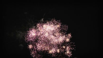 #7690 盆花0.8 100发数