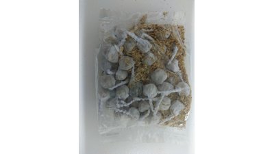 #20491 FIRECRACKERS Pop Pop