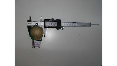#20459 Festival shells 1.75" 6 balls